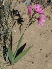 Ixia latifolia