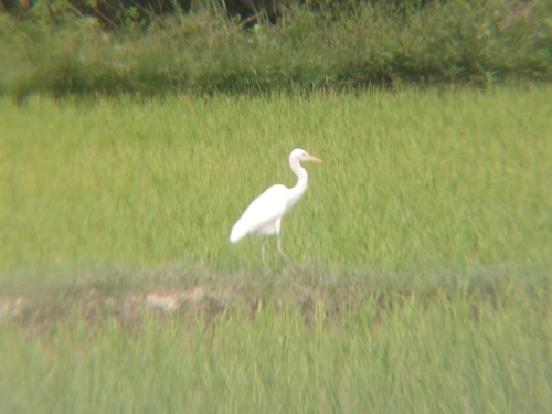 Egretta intermedia