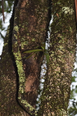 Sarcochilus australis