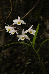 Dendrobium amoenum