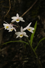 Dendrobium amoenum