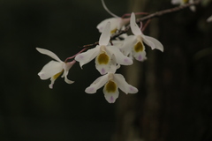 Dendrobium amoenum