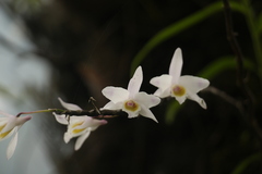 Dendrobium amoenum