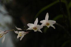 Dendrobium amoenum