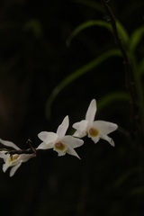 Dendrobium amoenum