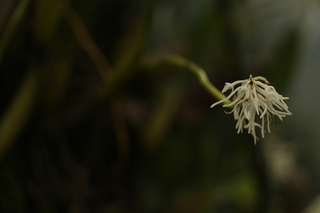 Bulbophyllum cauliflorum