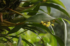 Coelogyne prolifera