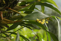 Coelogyne prolifera