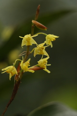 Coelogyne prolifera