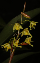 Coelogyne prolifera