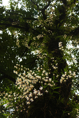 Dendrobium amoenum