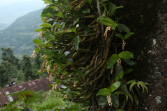 Pholidota articulata