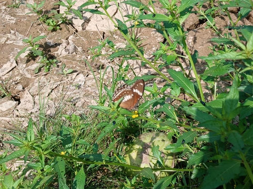 Hypolimnas bolina