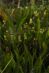 Coelogyne prolifera