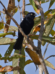 Melaniparus guineensis