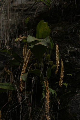 Image of Pholidota imbricata by (c) Siddarth Machado, some rights reserved (CC BY)