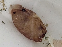 Scintilla philippinensis