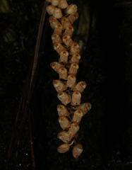Pholidota imbricata