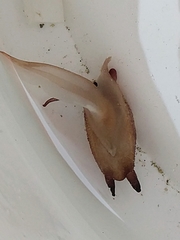 Scintilla philippinensis