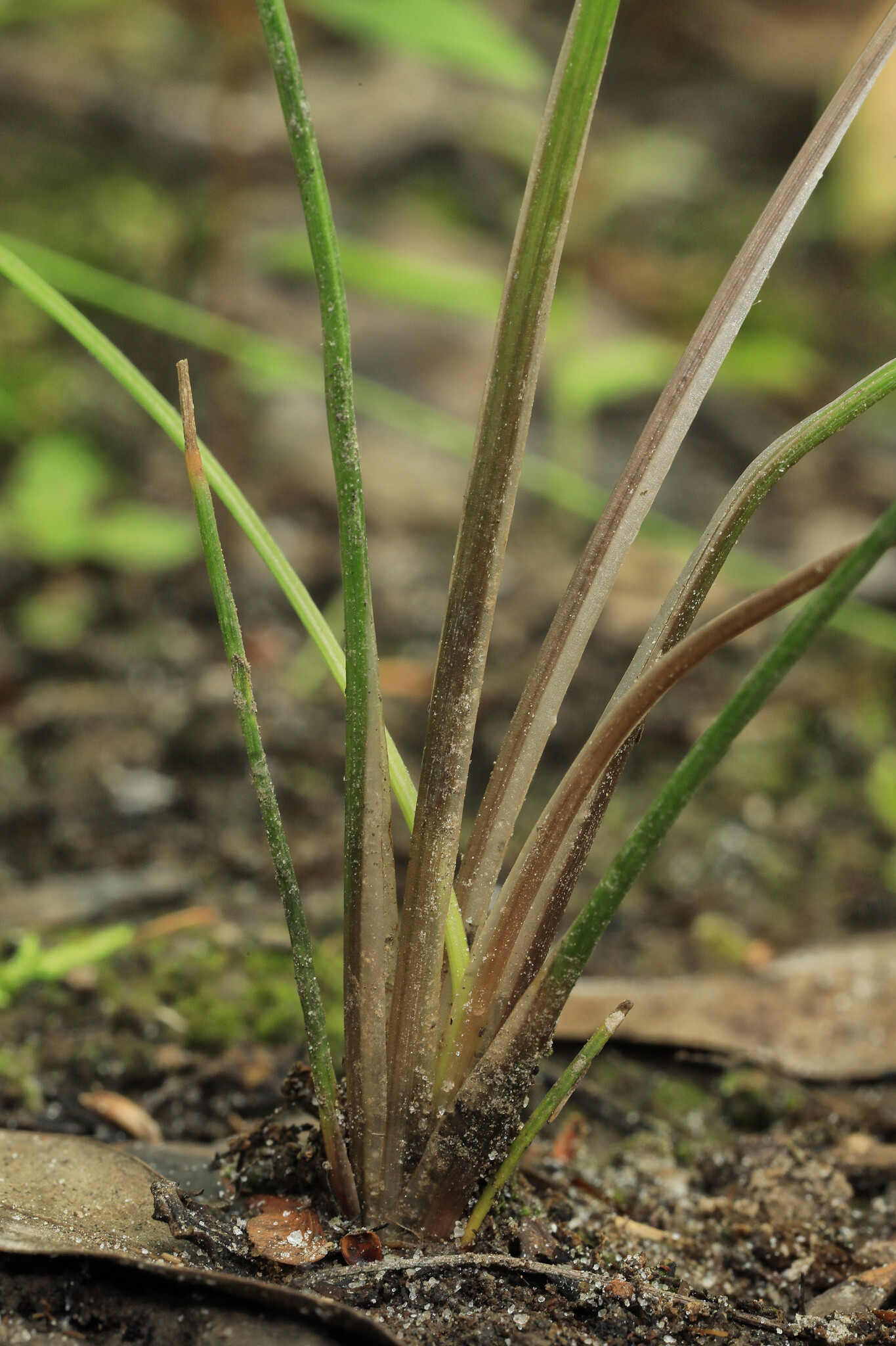 Isoetes junciformis