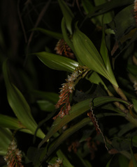 Pholidota articulata