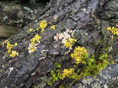 Cylindrobasidium evolvens