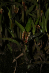 Pholidota articulata