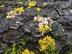 Cylindrobasidium evolvens