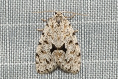 Thallarcha macilenta