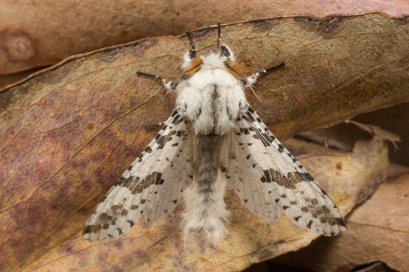Endoxyla eumitra