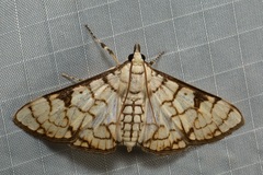 Aphytoceros lucusalis