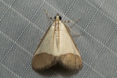 Pseudonoorda hemileuca