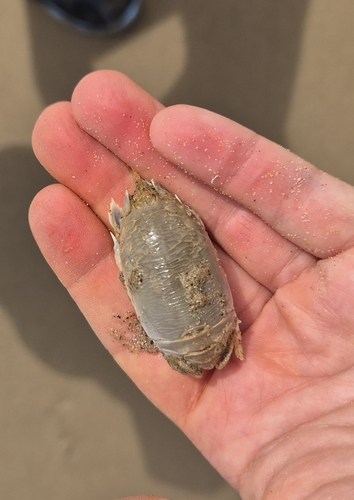 South African Mole Crab