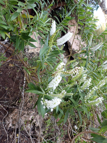 Veronica dieffenbachii observed 2026-02-01