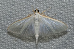 Palpita margaritacea