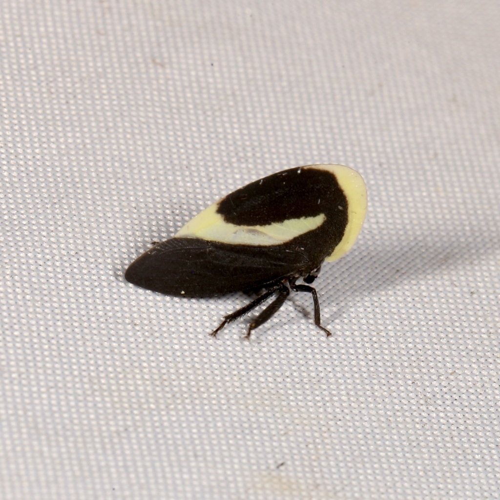 Membracis obliquifasciata