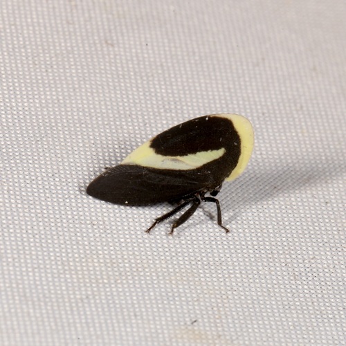 Membracis obliquifasciata