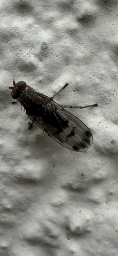 Unknown species found near Willamette Greenway, Portland, OR, US