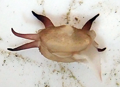 Scintilla philippinensis