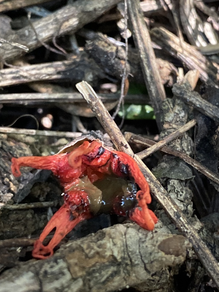 Aseroe rubra · February 2026 · photo: © jack12347 (iNaturalist, cc0)