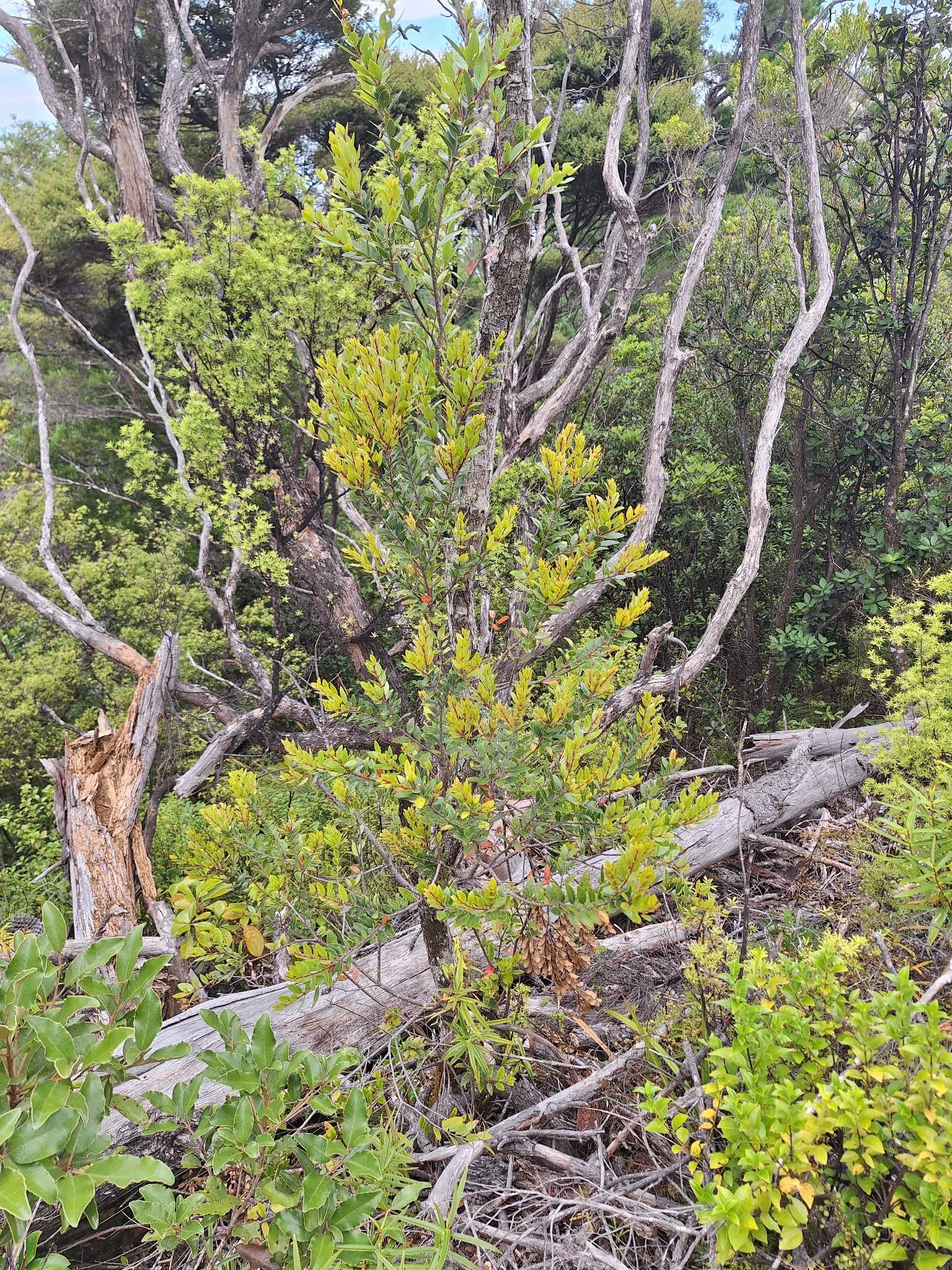 Pōhutukawa / Northern Rātā Hybrid (Metrosideros ×)
