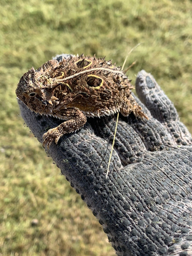 Texas Horned Lizard observed by cuevasj