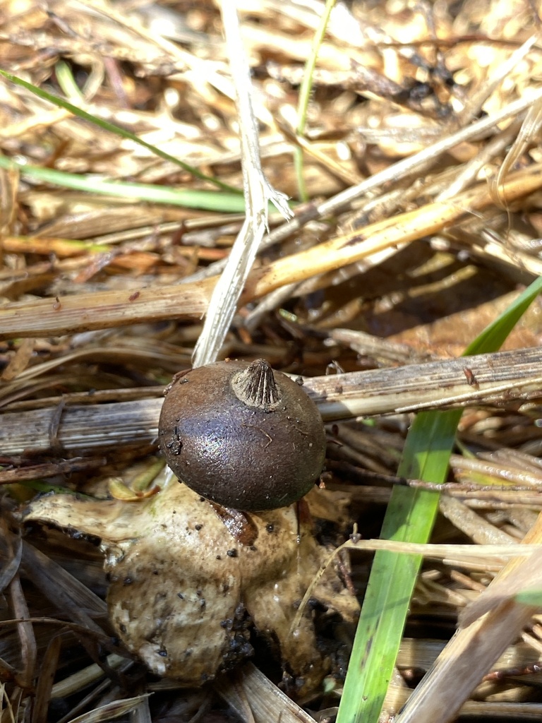Geastrum tenuipes · February 2026 · photo: © jack12347 (iNaturalist, cc0)