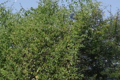 Helinus integrifolius