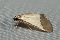 Pseudonoorda hemileuca