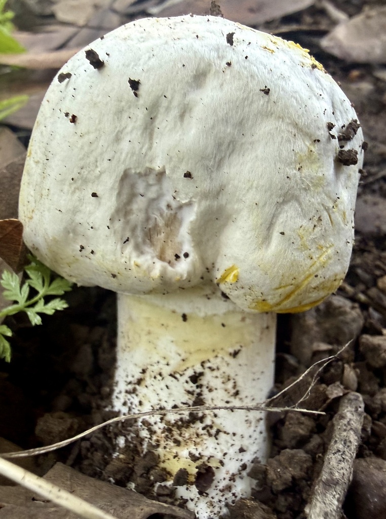Agaricus xanthodermus · February 2026 · photo: © hllrnnr (iNaturalist, cc0)