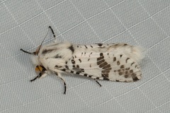 Endoxyla eumitra