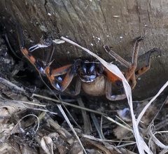 Neosparassus patellatus