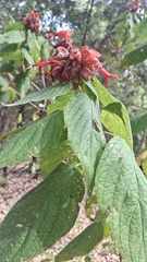 Salvia sessei, photograph (c) Yuridia Selene Posadas, some rights reserved (CC BY)