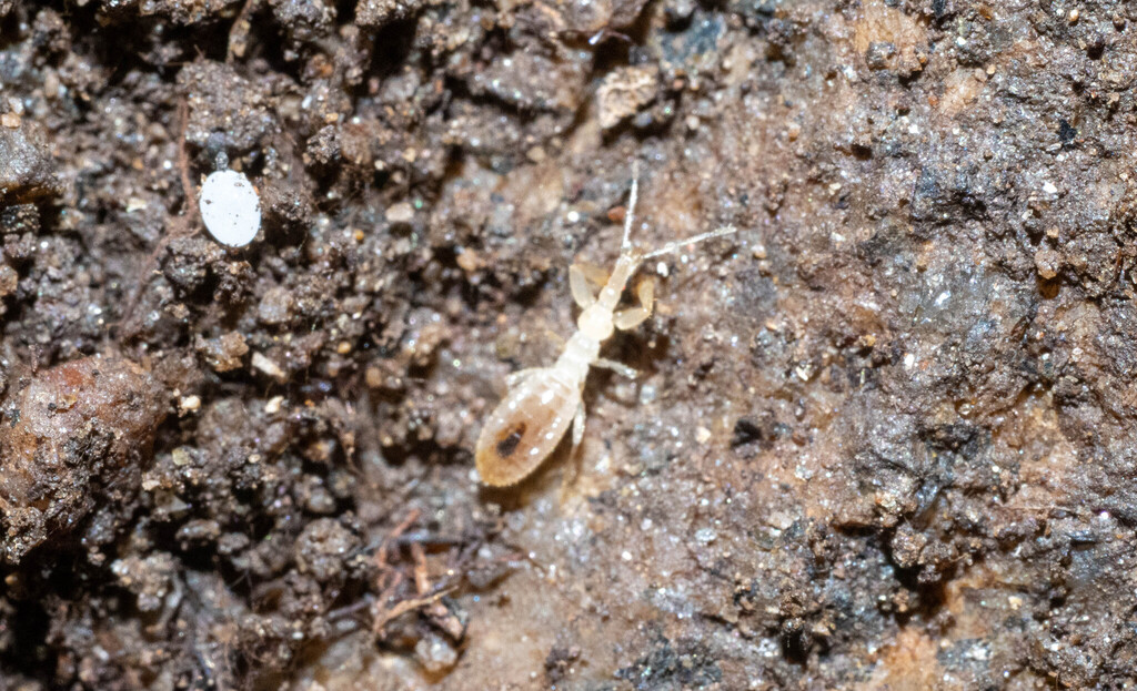 Gnat Bugs in February 2026 by Jeremiah Degenhardt · iNaturalist